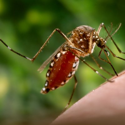 The Aedes aegypti mosquito.